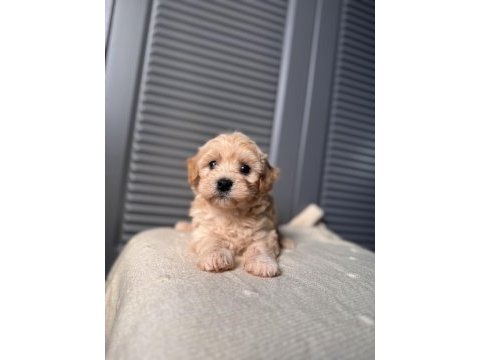 Bebek surat maltipoo yavrularım