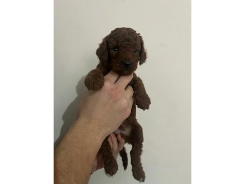 A kalite toy poodle