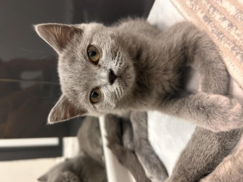 British shorthair 22 nisan doğumlu
