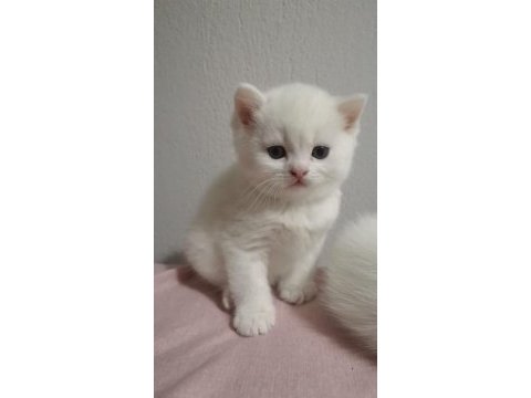 Şecereli oğlumun beyaz british shorthair bebişleri