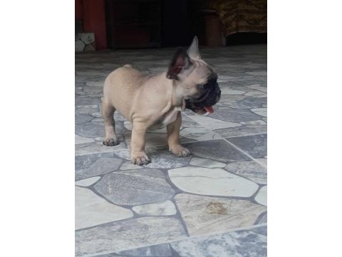 French bulldog dişi yavrular