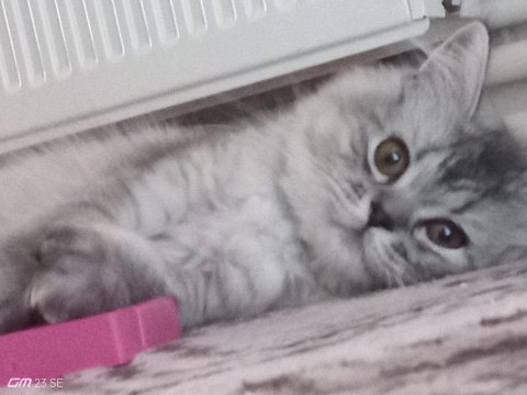 4 buçuk aylık british longhair
