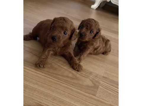Toy poodle köpeğimiz