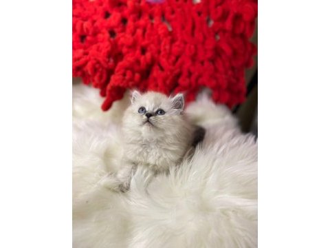 Bembeyaz british longhair kar tanelerim sahiplerini bekliyor