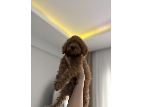 Aileden son erkek toy poodle yavru