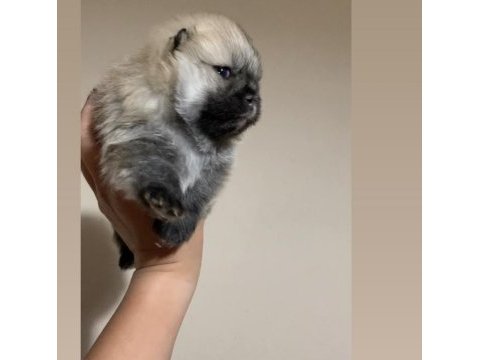 Teacup pomeranian boo erkek prens köpeğimiz