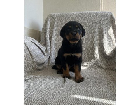 Rottweiler safkan alman yavru