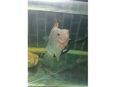 Flowerhorn 25 cm sağlıklı