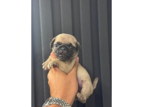 Irk ve sağlık garantili pug mops bebekler