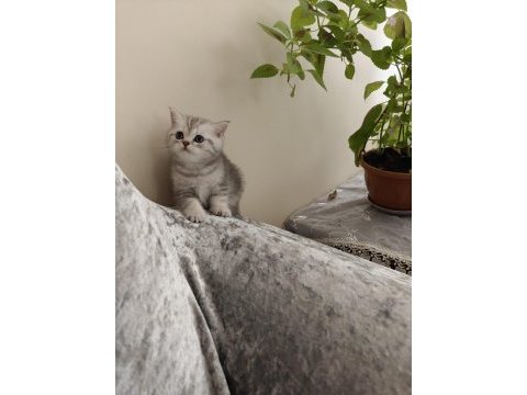 Tonton british shorthair yavrular