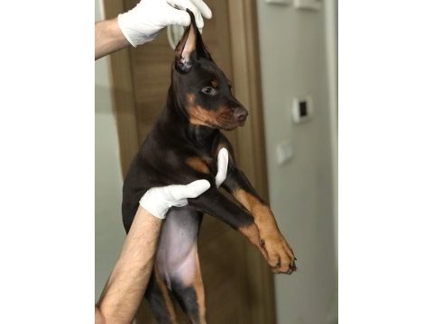 Dişi avrupa doberman yavruları