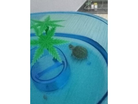 Bebek kırmızı yanak su kaplumbağaları