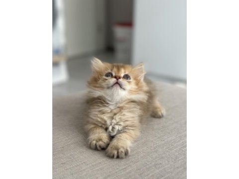 By11 british longhair çocuklar