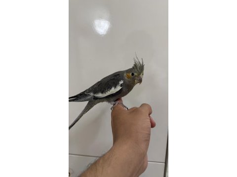 Sultan papağanı sahiplendirilecek