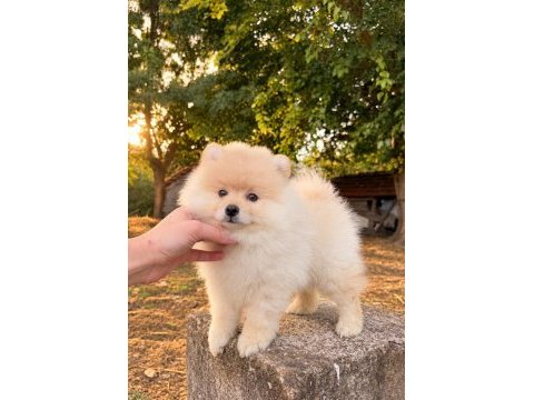 Pomeranian boo dişi erkek yavrularımız