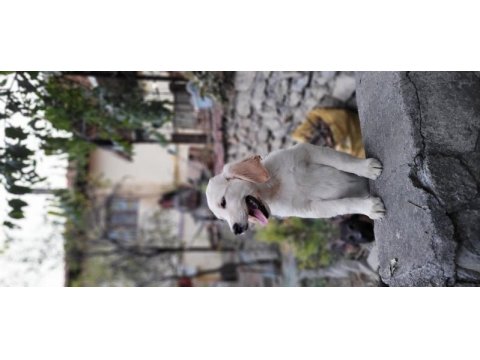 Golden retriever güzellikler