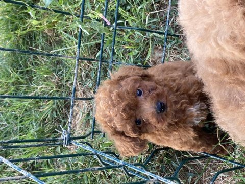 Orjinal toy poodle bebekler
