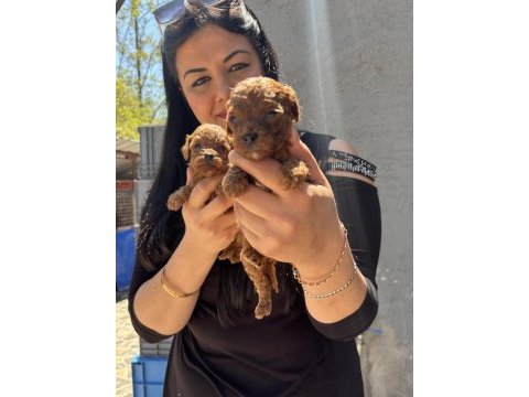 Red brown kilo garantili toy poodle yavrularım