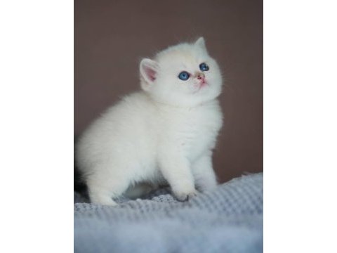 En saf beyaz british shorthair ns1133