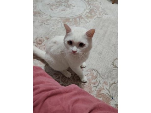 1.5 yaşında beyaz british shorthair uysal ve çok evcil