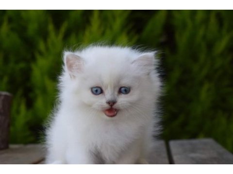 Silverpoint longhair dişi