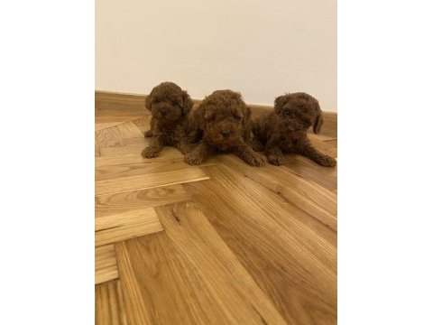 Sevimli toy poodle yavrular