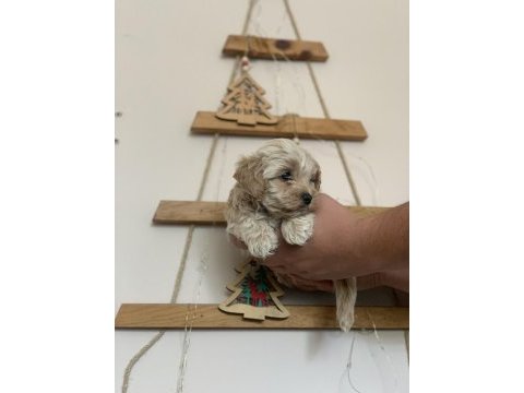 Kore maltipoo bebekler