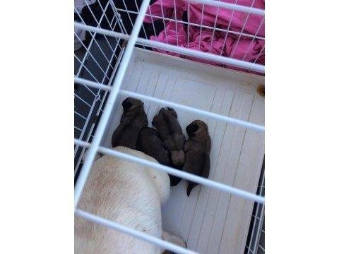 Safkan benli pug yavruları yuva arıyor