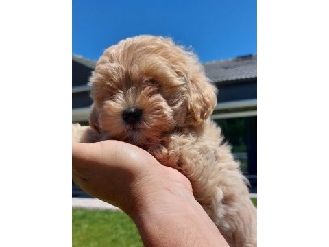 Zekasıyla büyüleyen hipoalerjenik 3 aylık maltipoo