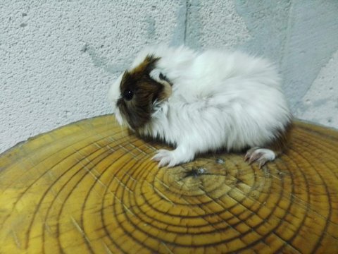 Ginepig rengarenk yavrularımız