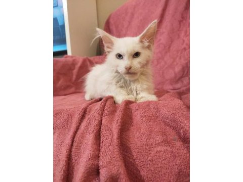 Mainecoon beyaz mavi göz erkek