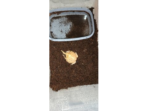 Strawberry pacman frog