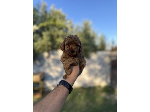Sağlık ve ırk garantili toy poodle yavrularımız 