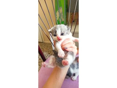 3 haftalık scottish fold yavrularımız rezerveye açıktır
