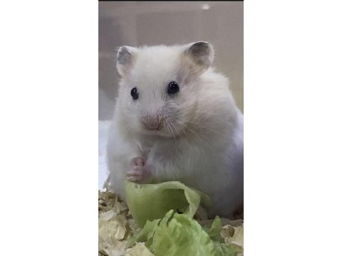 Hamster antalya adrese aynı gün teslim