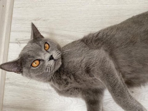 Safkan british shorthair dişi ücretsiz