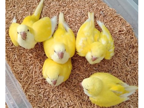 İri boy yeme düşmek üzere sarı monk papağanı bebek