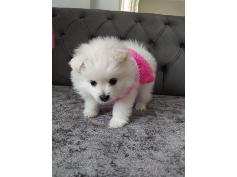 Kar beyaz pomeranian boo