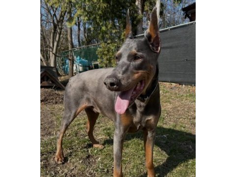 Farklı olmak isteyene egzotik renk doberman bebekler