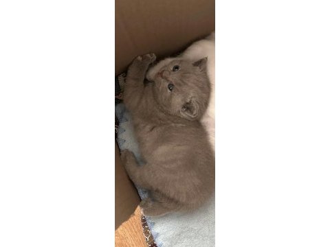 2 aylık dişi british shorthair kedim