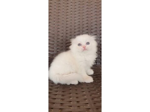 Ev ortamında büyüyen scottish fold