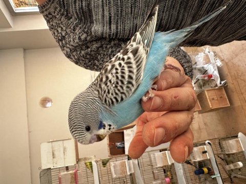 Yeni yeme düşmüş renk renk muhabbet kuşu yavrular