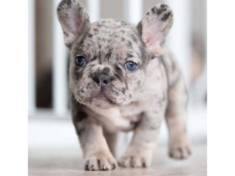 Safkan french bulldog merle
