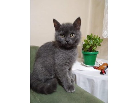Satılık british shorthair
