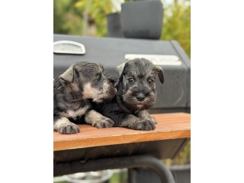 Fcı pedigreeli miniature schnauzer yavruları