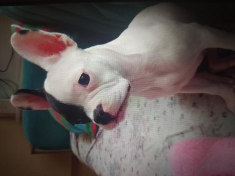 French bulldog 4 aylık