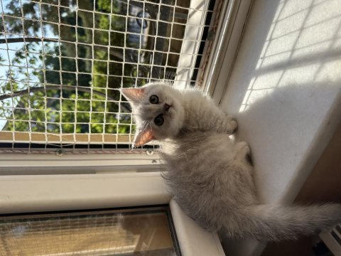 Munckin kısa bacaklı silver