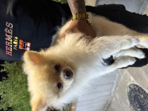 Pomeranian boo safkan