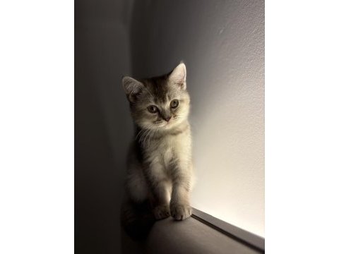 3 aylık british shorthair