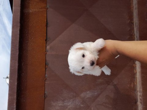 Kar beyaz mutluluk köpekler yeni yuvalarını arıyorlar